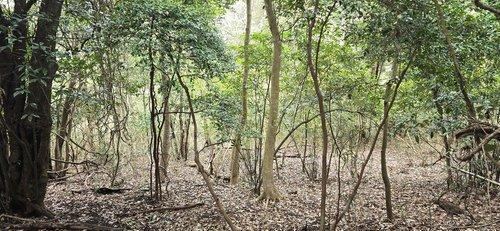 2875 m² land in Futtsu, Chiba - Photo 1